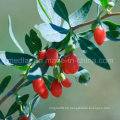 Medlar Lbp-organisches Lebensmittel-rotes getrocknetes Goji Lycium